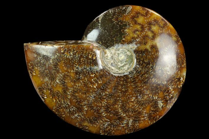 Polished Ammonite (Cleoniceras) Fossil - Madagascar #127212